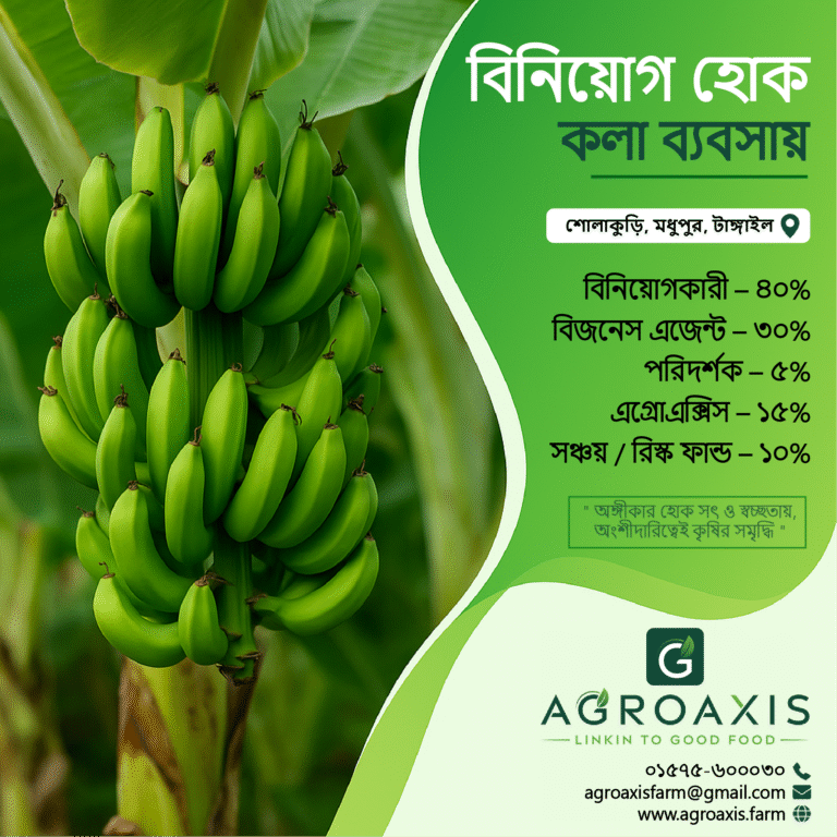 Banana investment agroaxis