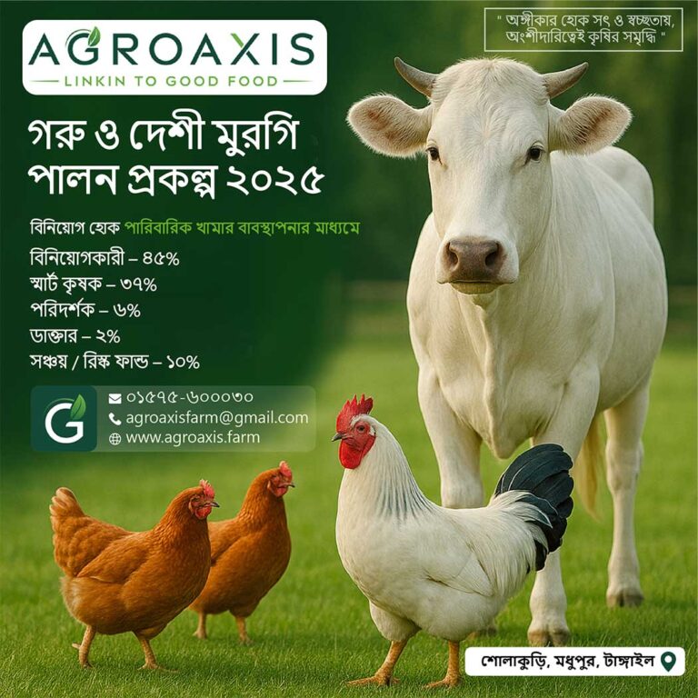 cow, checken project, agroaxis